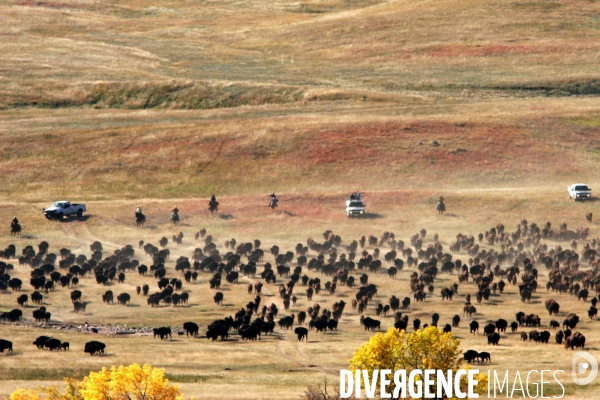 South Dakota Buffalo Round Up