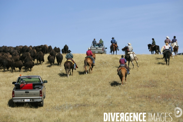 South Dakota Buffalo Round Up