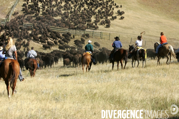 South Dakota Buffalo Round Up