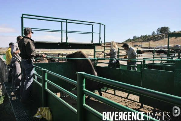 South Dakota Buffalo Round Up