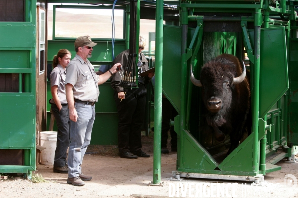 South Dakota Buffalo Round Up