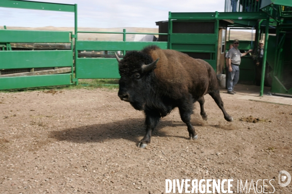 South Dakota Buffalo Round Up