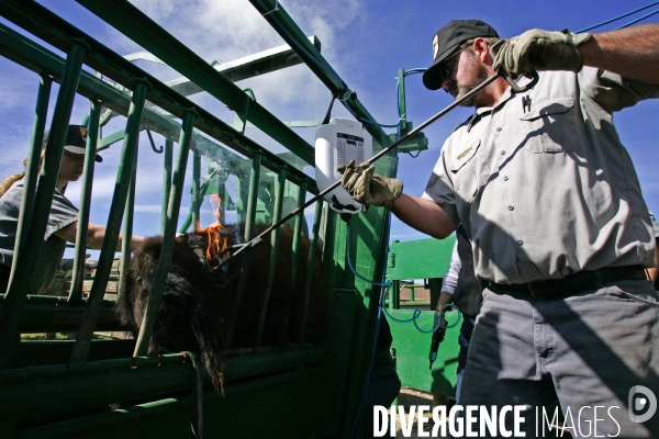 South Dakota Buffalo Round Up