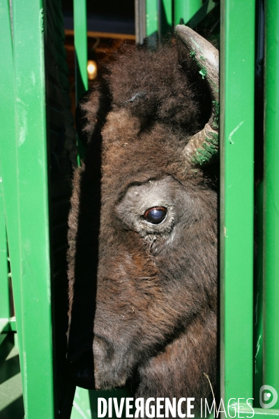 South Dakota Buffalo Round Up