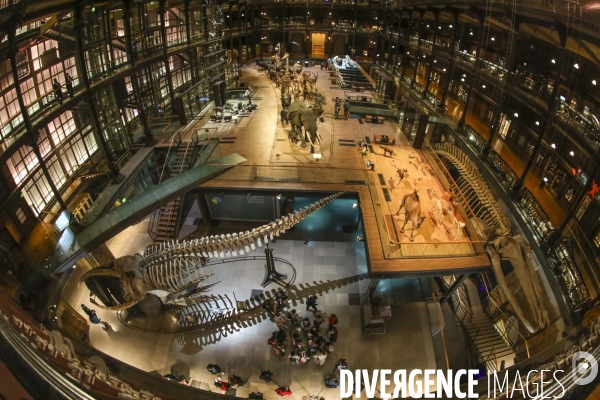 Grande galerie de l evolution