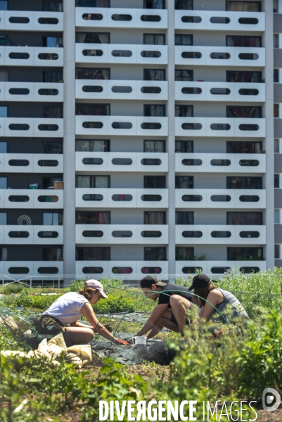 Wesh Grow, maraicher urbain