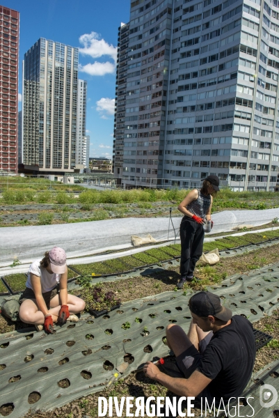 Wesh Grow, maraicher urbain