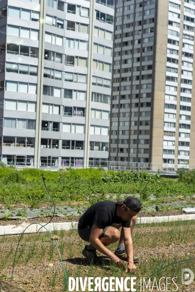 Wesh Grow, maraicher urbain