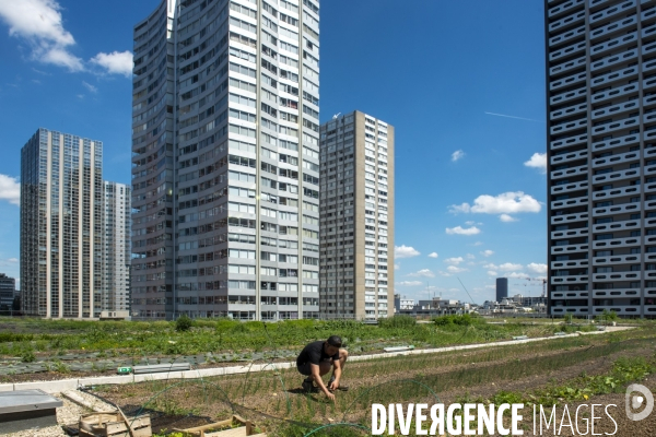 Wesh Grow, maraicher urbain