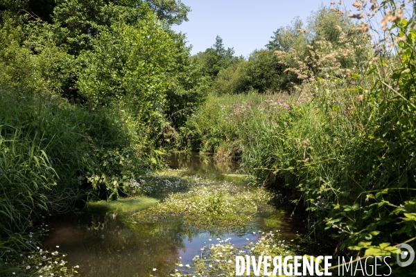 Pollution des rivières en Bretagne