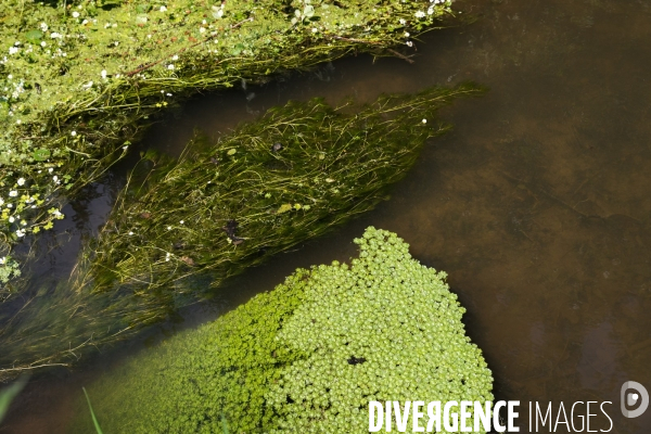 Pollution des rivières en Bretagne