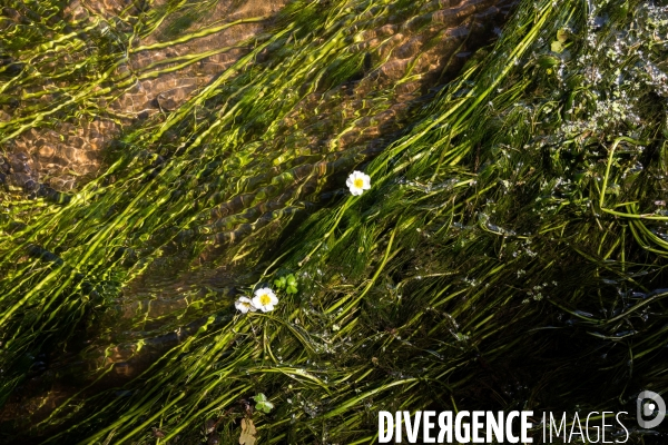 Pollution des rivières en Bretagne