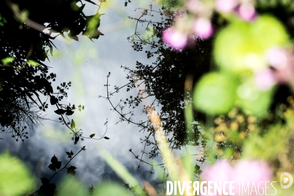 Pollution des rivières en Bretagne