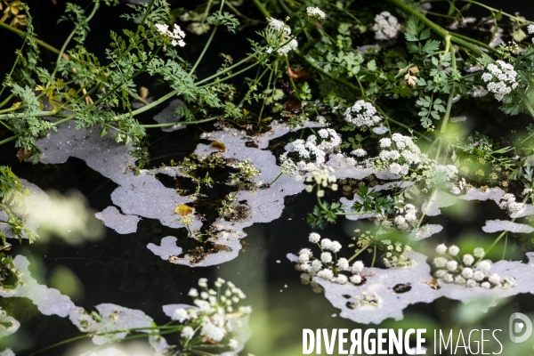 Pollution des rivières en Bretagne