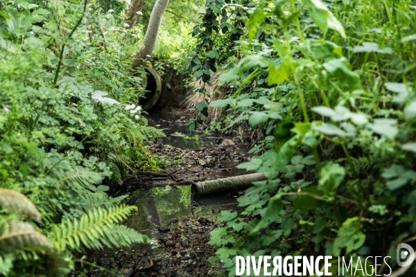 Pollution des rivières en Bretagne