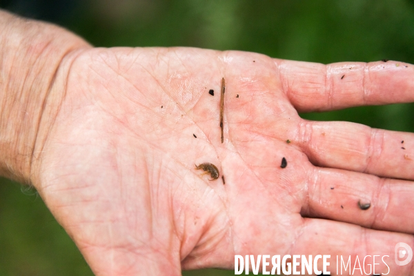 Pollution des rivières en Bretagne