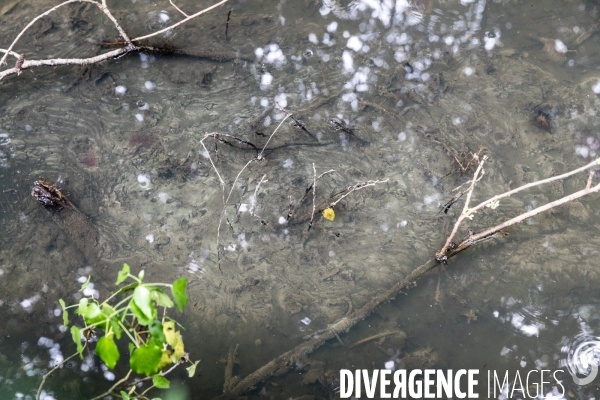 Pollution des rivières en Bretagne