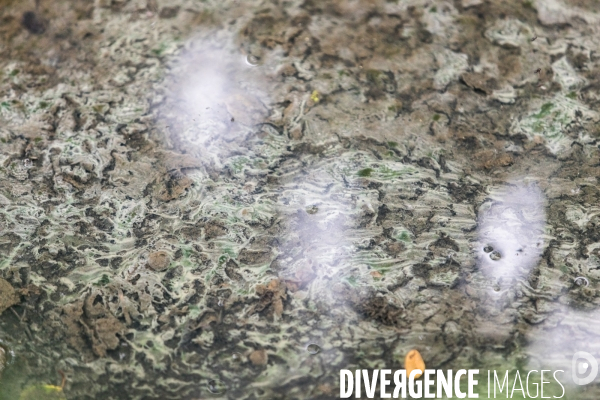 Pollution des rivières en Bretagne