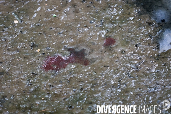 Pollution des rivières en Bretagne