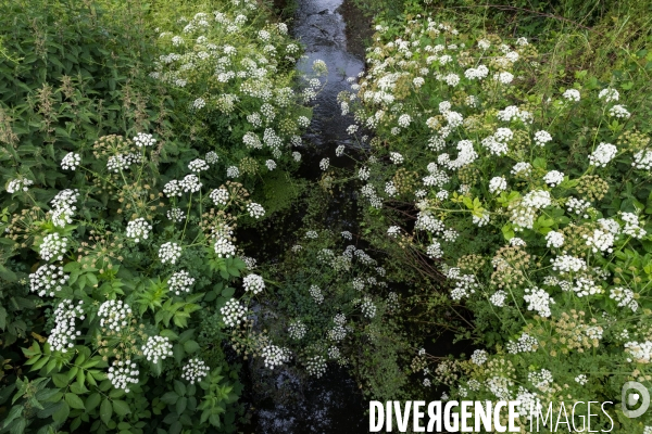 Pollution des rivières en Bretagne