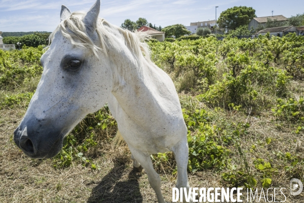 Le Tour de France en Occitanie