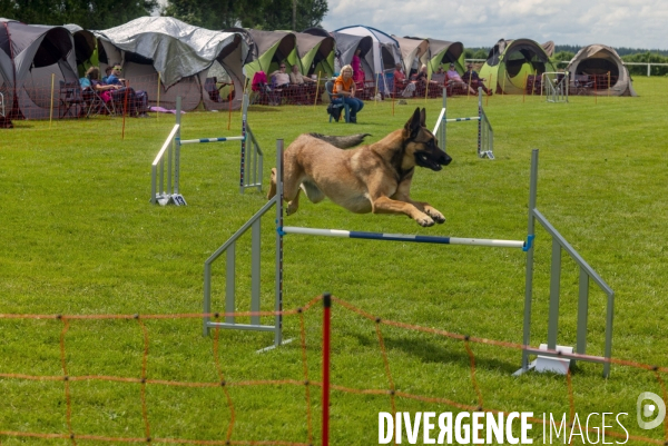 Concours d agility