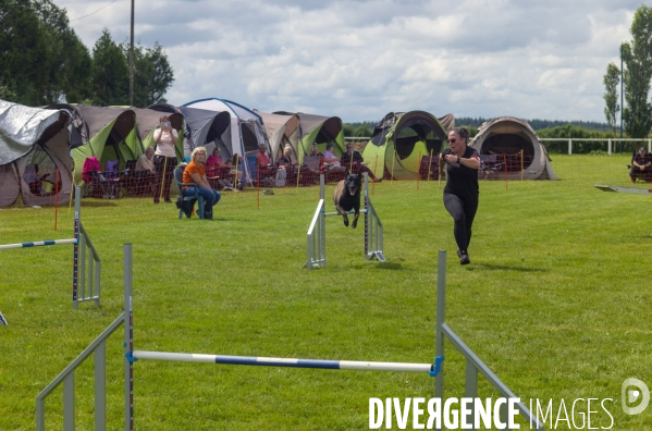 Concours d agility