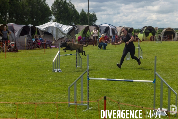 Concours d agility