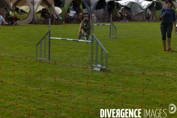 Concours d agility