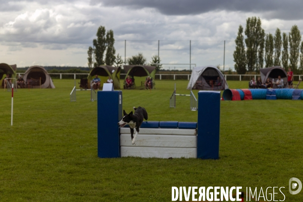 Concours d agility