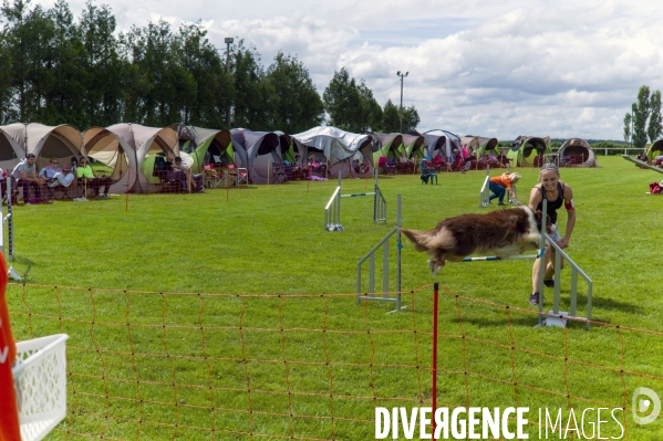 Concours d agility