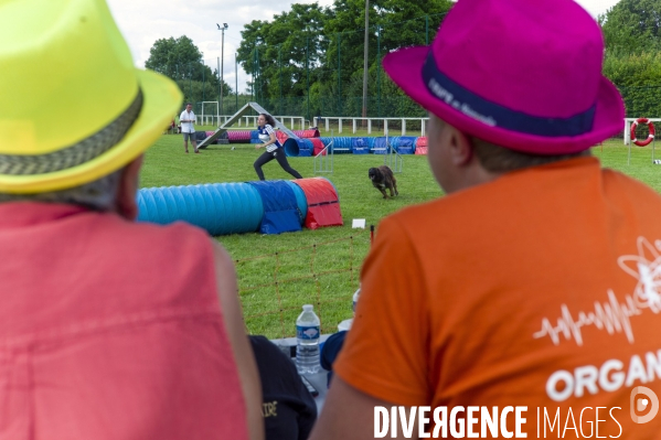 Concours d agility