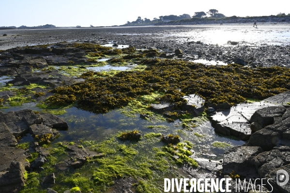 Algues en Côtes d Armor. Algae in Côtes d Armor.