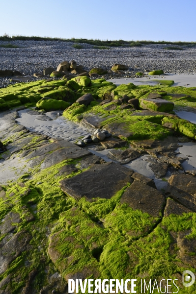 Algues en Côtes d Armor. Algae in Côtes d Armor.