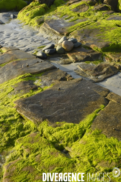 Algues en Côtes d Armor. Algae in Côtes d Armor.