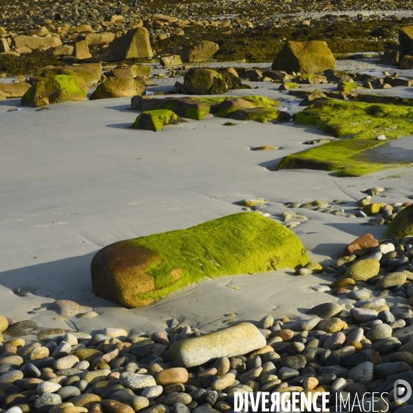 Algues en Côtes d Armor. Algae in Côtes d Armor.