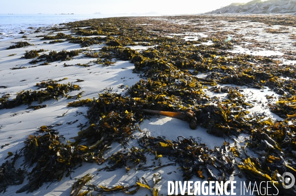 Algues en Côtes d Armor. Algae in Côtes d Armor.