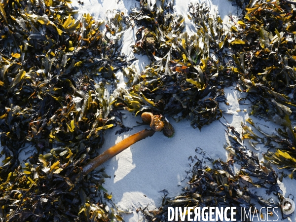 Algues en Côtes d Armor. Algae in Côtes d Armor.