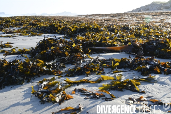 Algues en Côtes d Armor. Algae in Côtes d Armor.