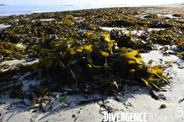 Algues en Côtes d Armor. Algae in Côtes d Armor.