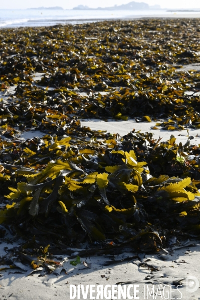 Algues en Côtes d Armor. Algae in Côtes d Armor.