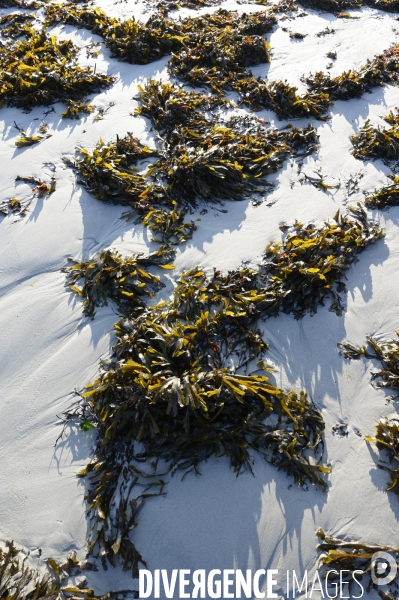 Algues en Côtes d Armor. Algae in Côtes d Armor.