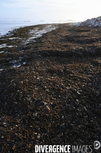 Algues en Côtes d Armor. Algae in Côtes d Armor.