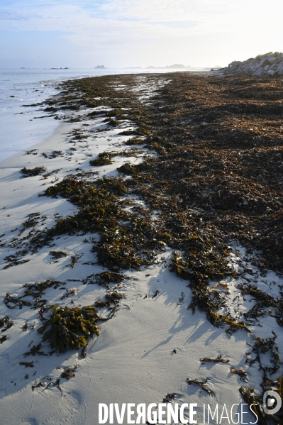 Algues en Côtes d Armor. Algae in Côtes d Armor.