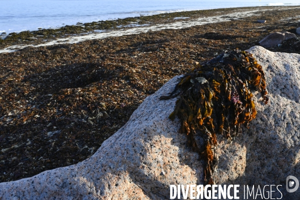 Algues en Côtes d Armor. Algae in Côtes d Armor.