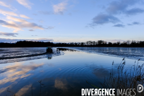 La pêche traditionnelle dans les étangs de la Dombes