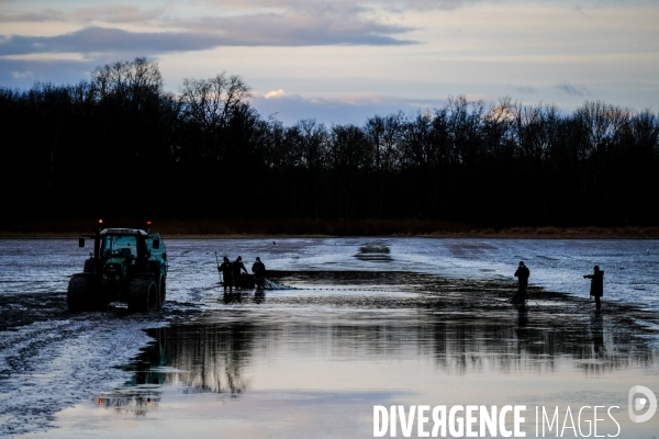 La pêche traditionnelle dans les étangs de la Dombes