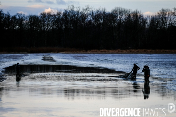 La pêche traditionnelle dans les étangs de la Dombes