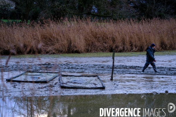 La pêche traditionnelle dans les étangs de la Dombes