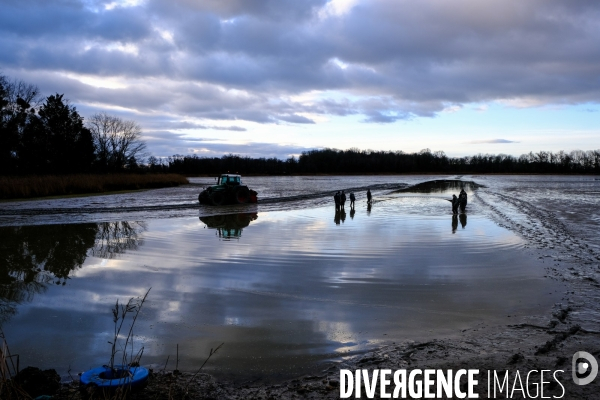 La pêche traditionnelle dans les étangs de la Dombes